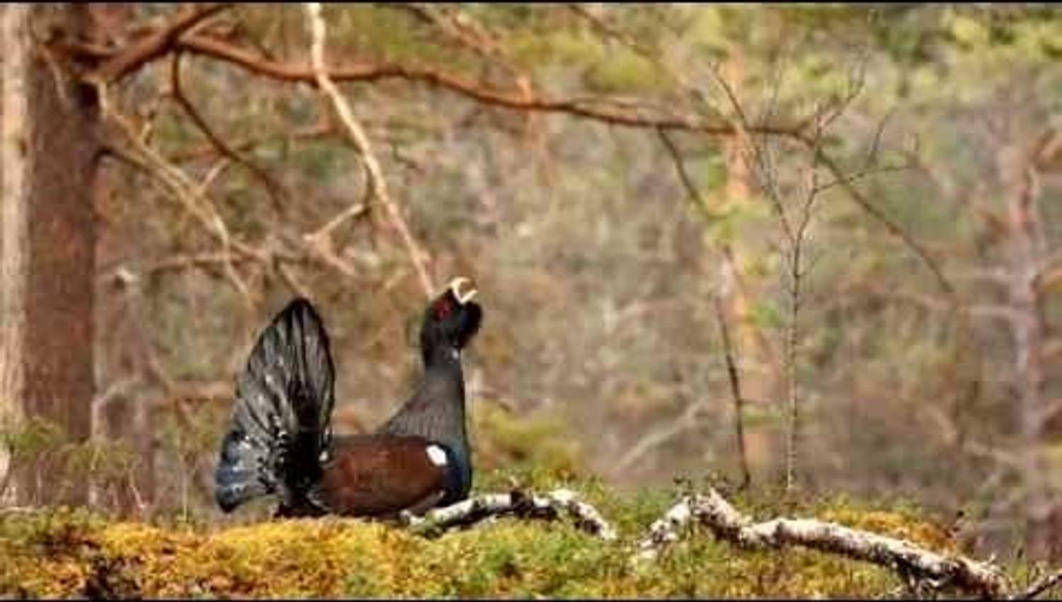 Capercaillie display (tetrao urogallus)