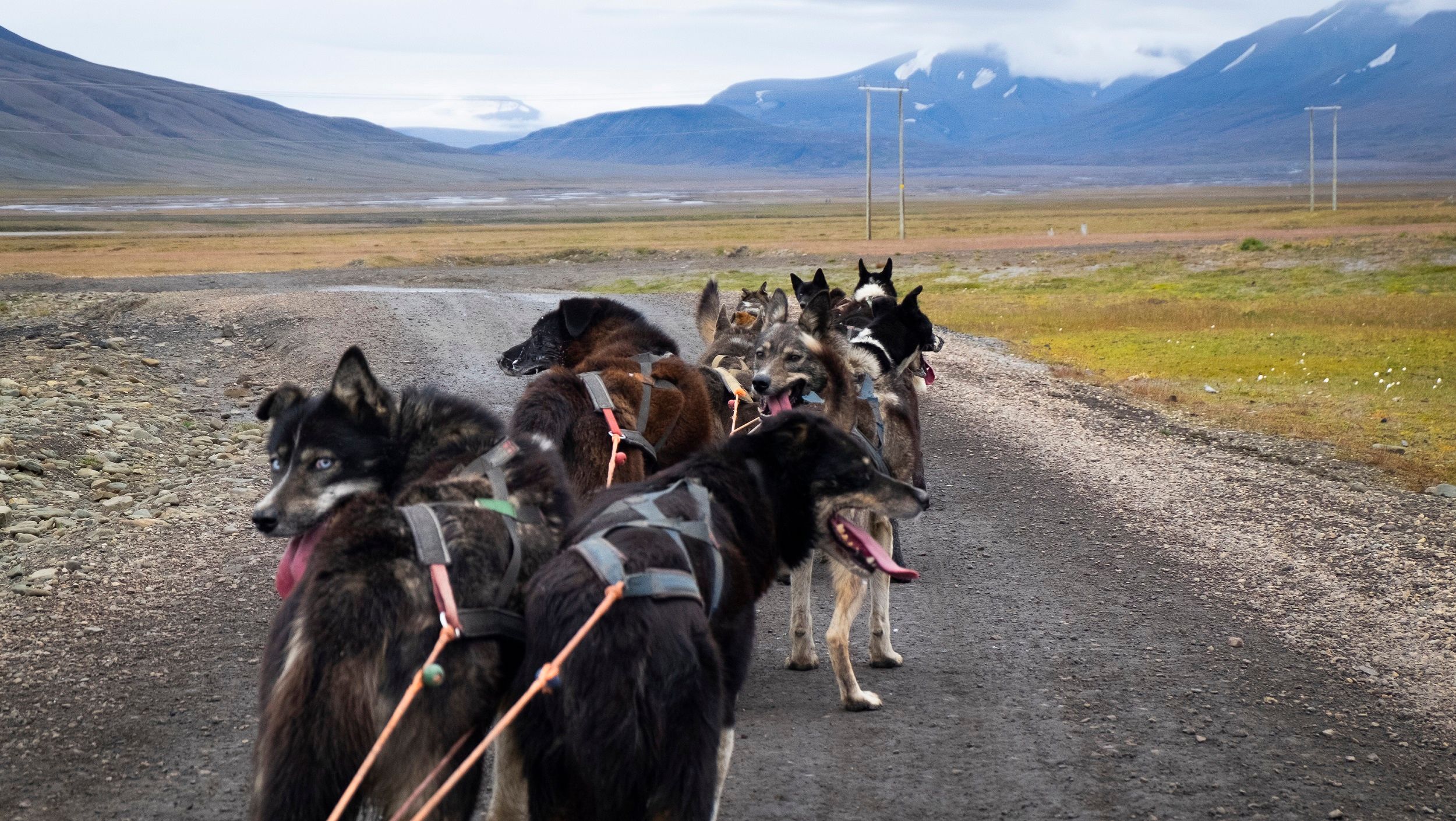 A dog team taking a break