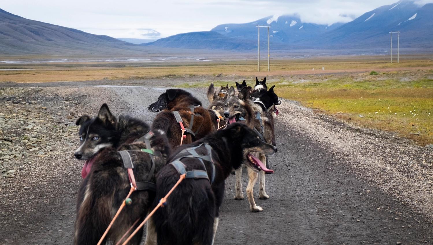 A dog team taking a break