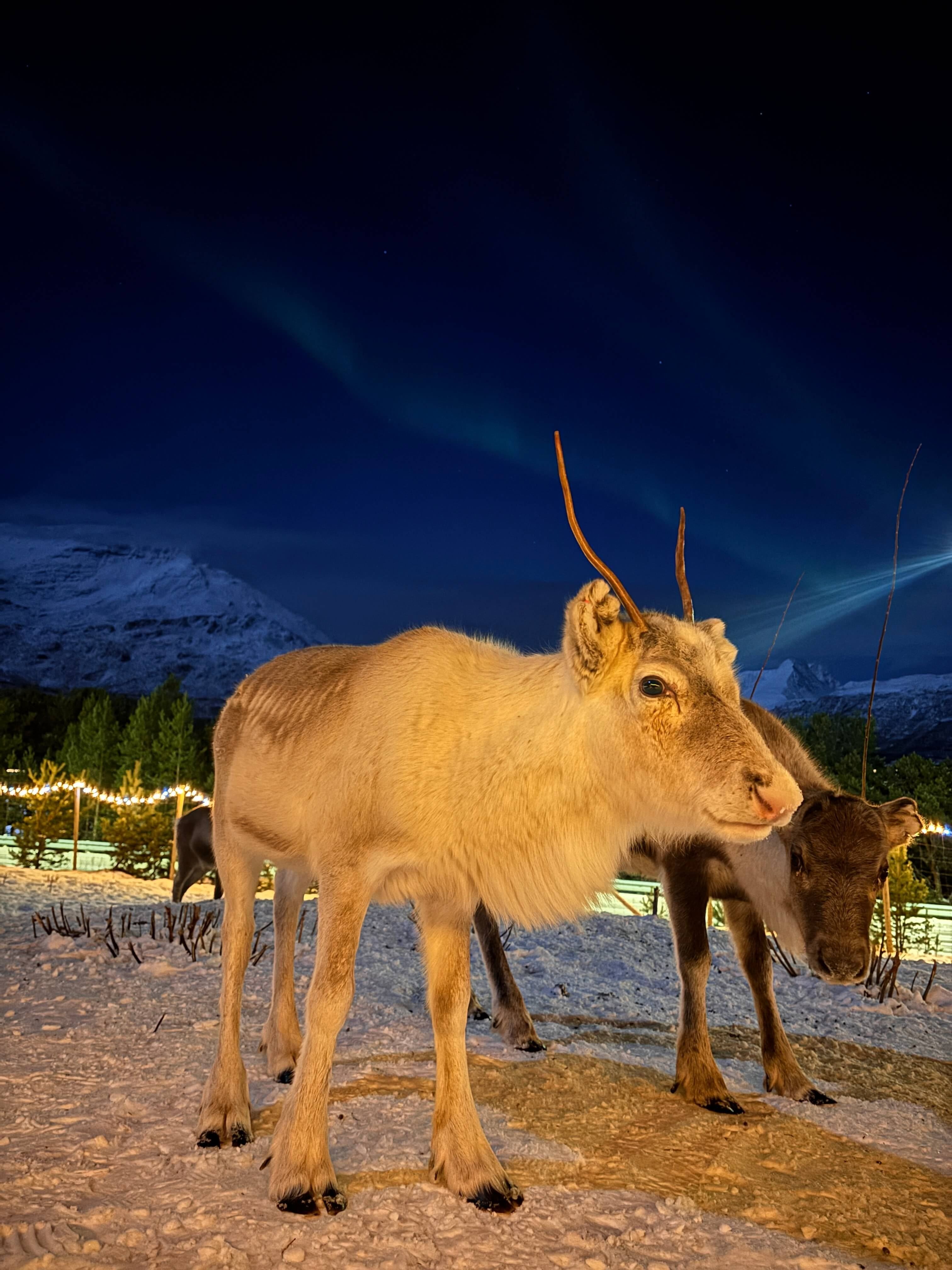 To reinsdyr med nordlys og vinterlandskapet i bakgrunnen