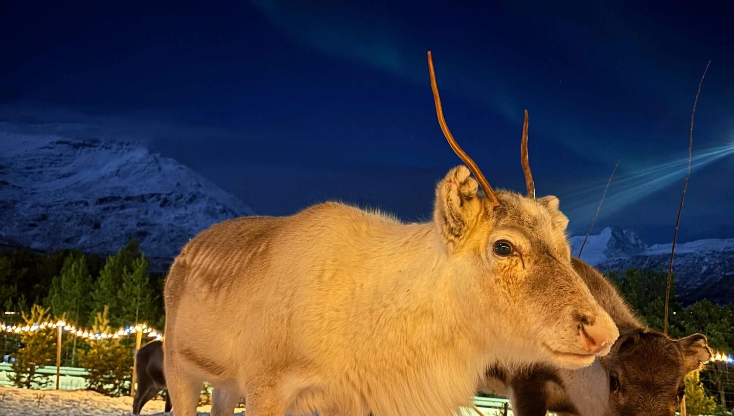 To reinsdyr med nordlys og vinterlandskapet i bakgrunnen