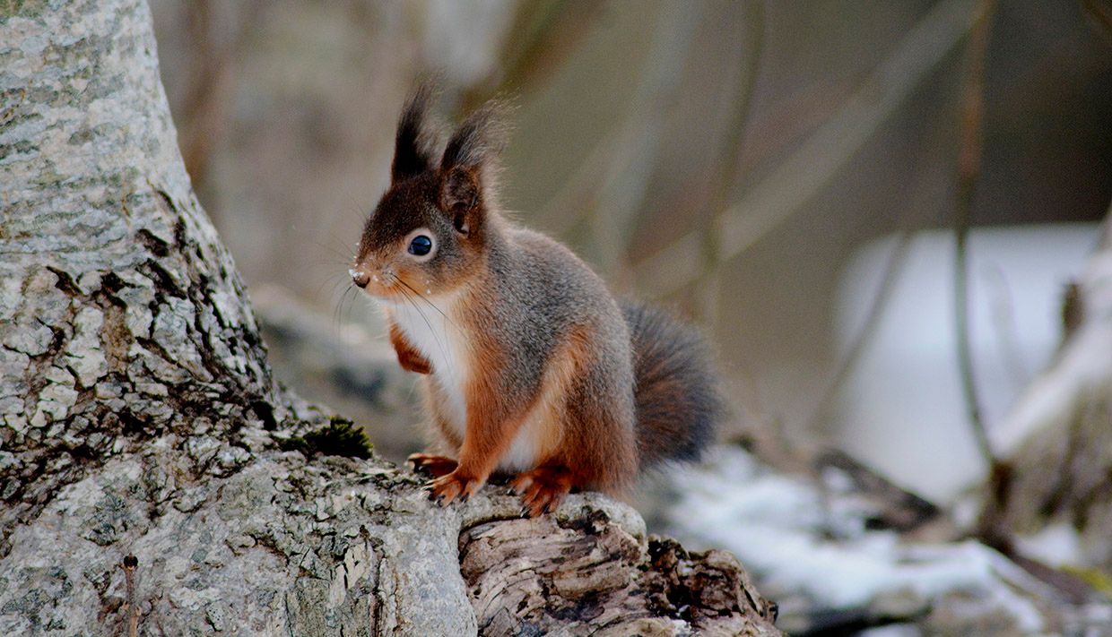 Squirrel sitting on a tree trunk in a winter landscape in Hardanger.
