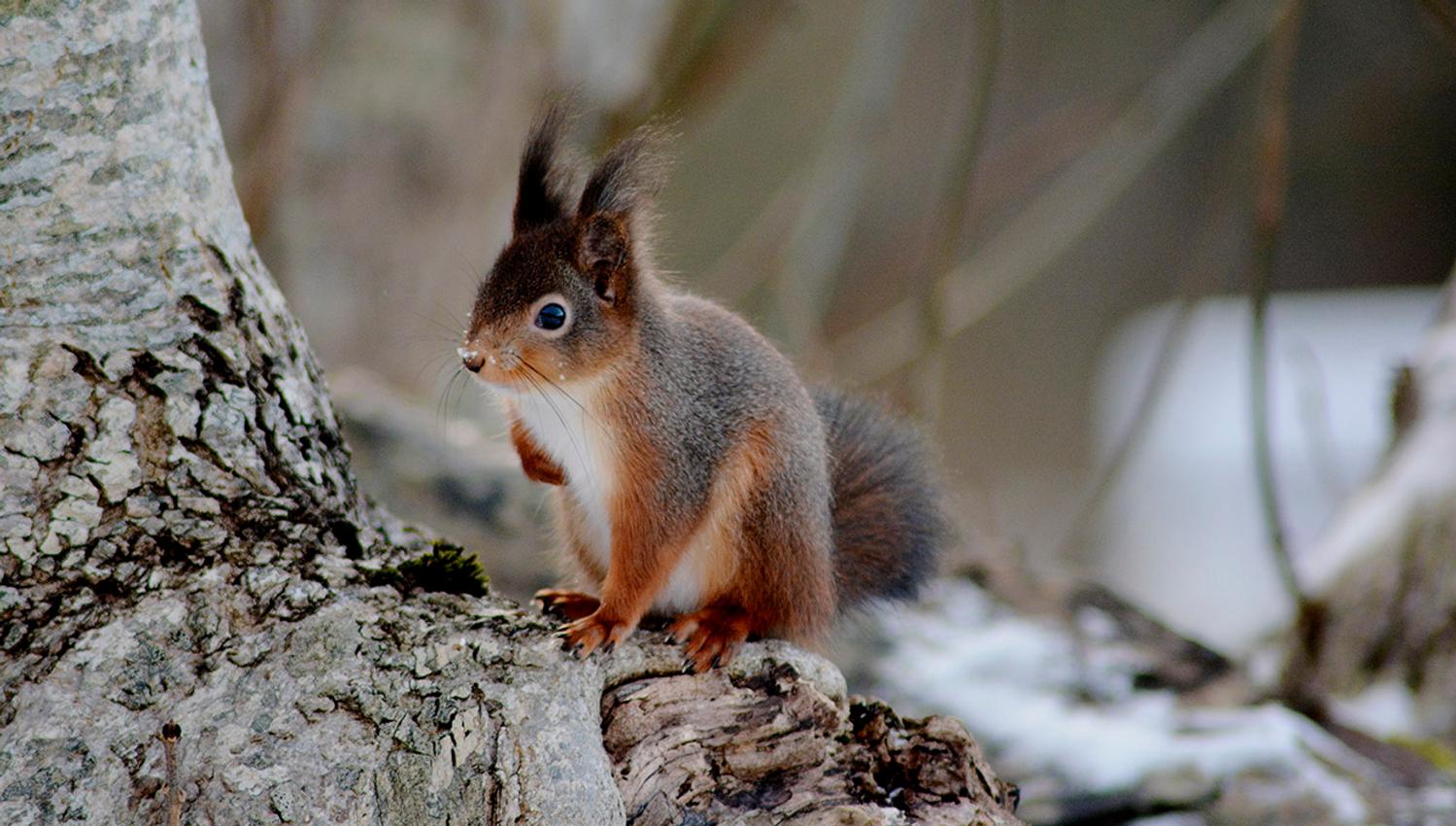 Squirrel sitting on a tree trunk in a winter landscape in Hardanger.