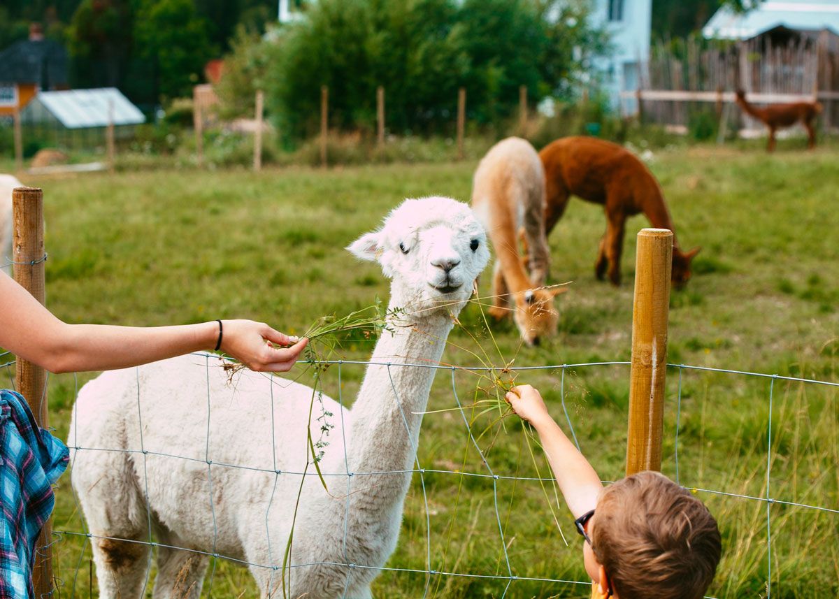 Alpakka hos Svenseid Alpakka i Lunde