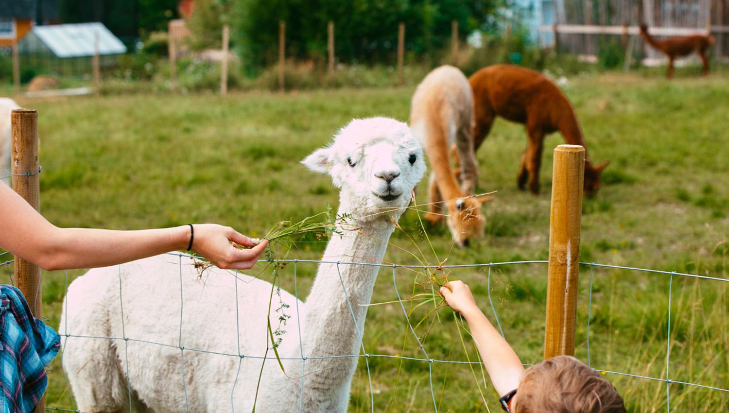 Alpakka hos Svenseid Alpakka i Lunde