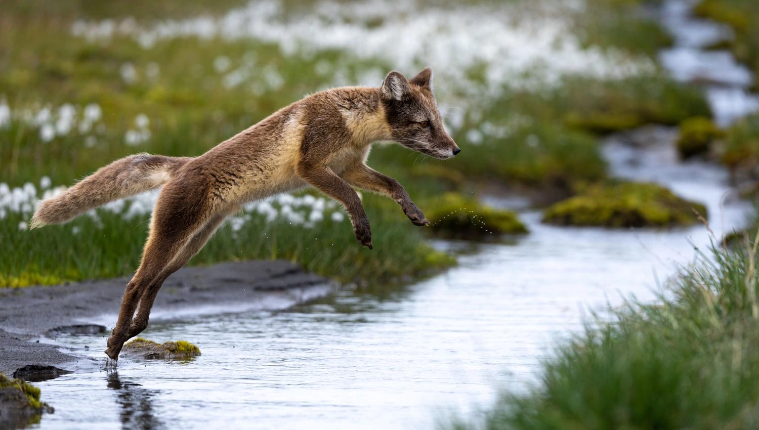 Arctic fox jumping over a stream on the tundra.