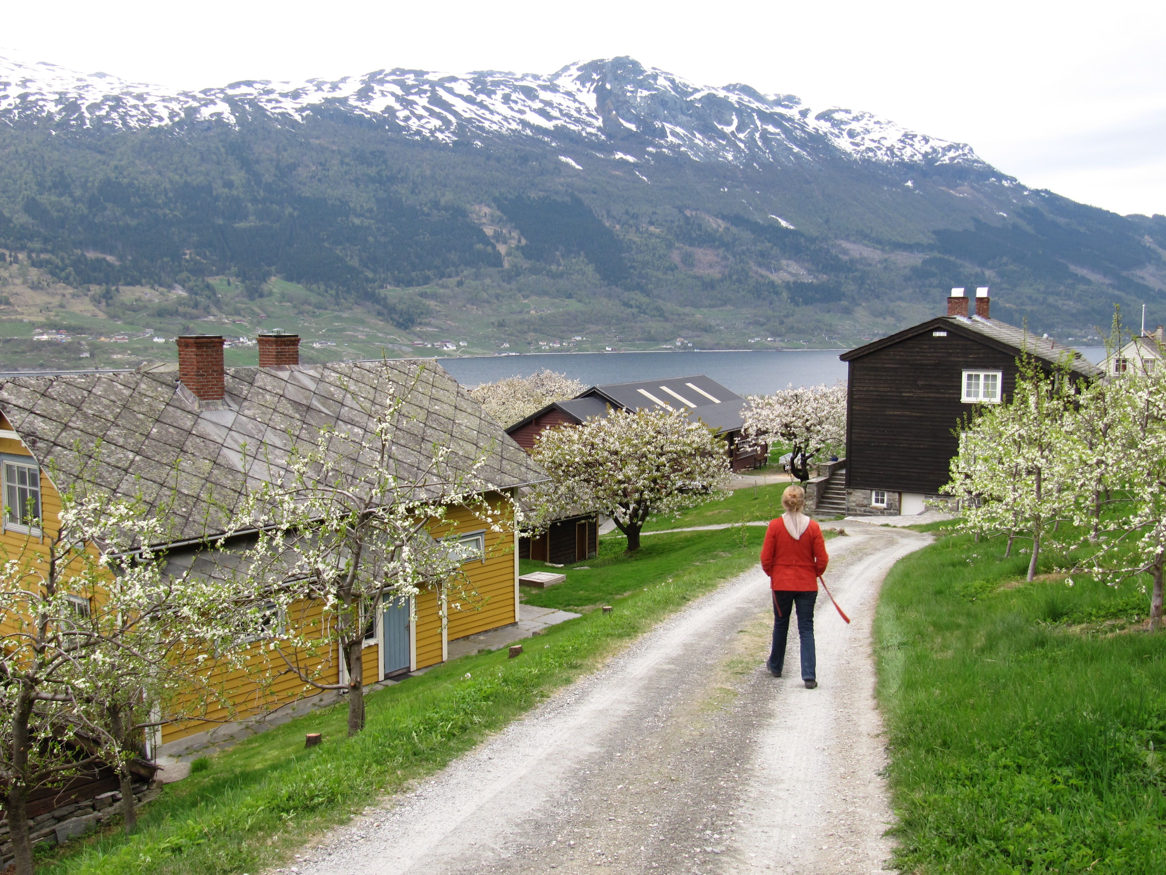 Fruktstien i Hardanger med blømande hagar, tradisjonelle gardshus og fjellutsikt.