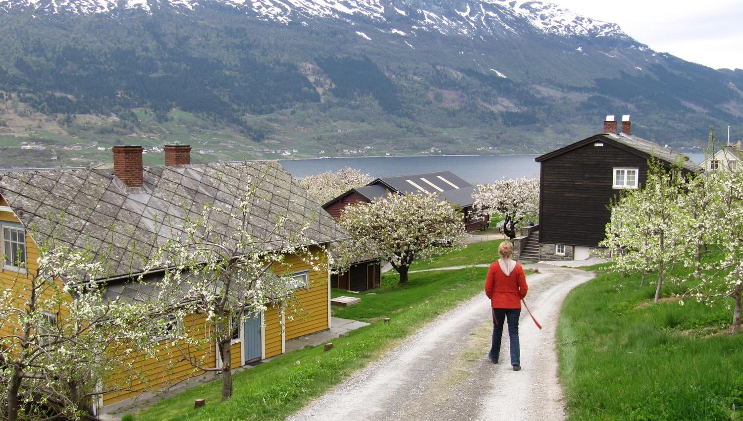 Fruktstien i Hardanger med blømande hagar, tradisjonelle gardshus og fjellutsikt.