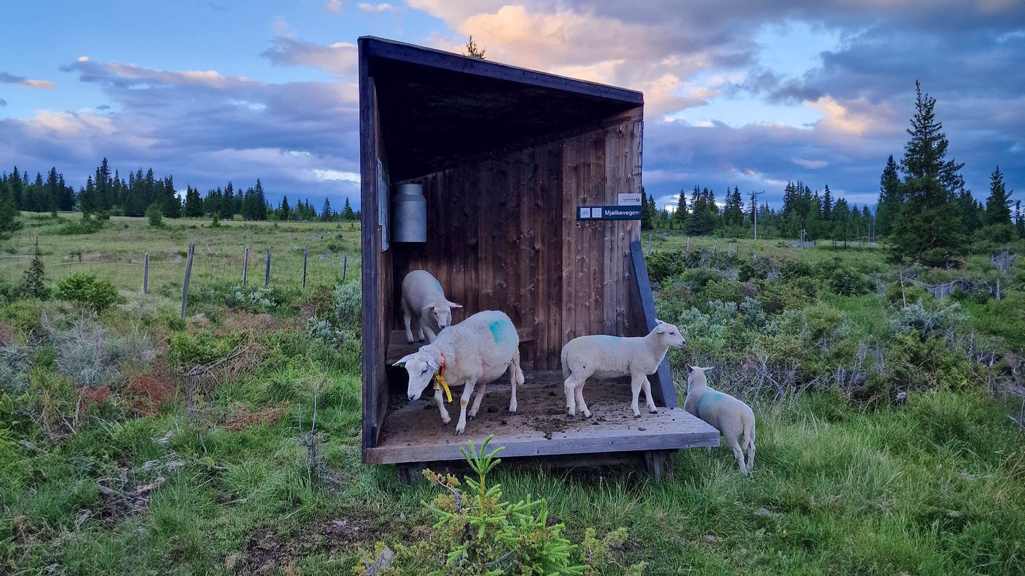 Mjølkerampe Furuset_avlang