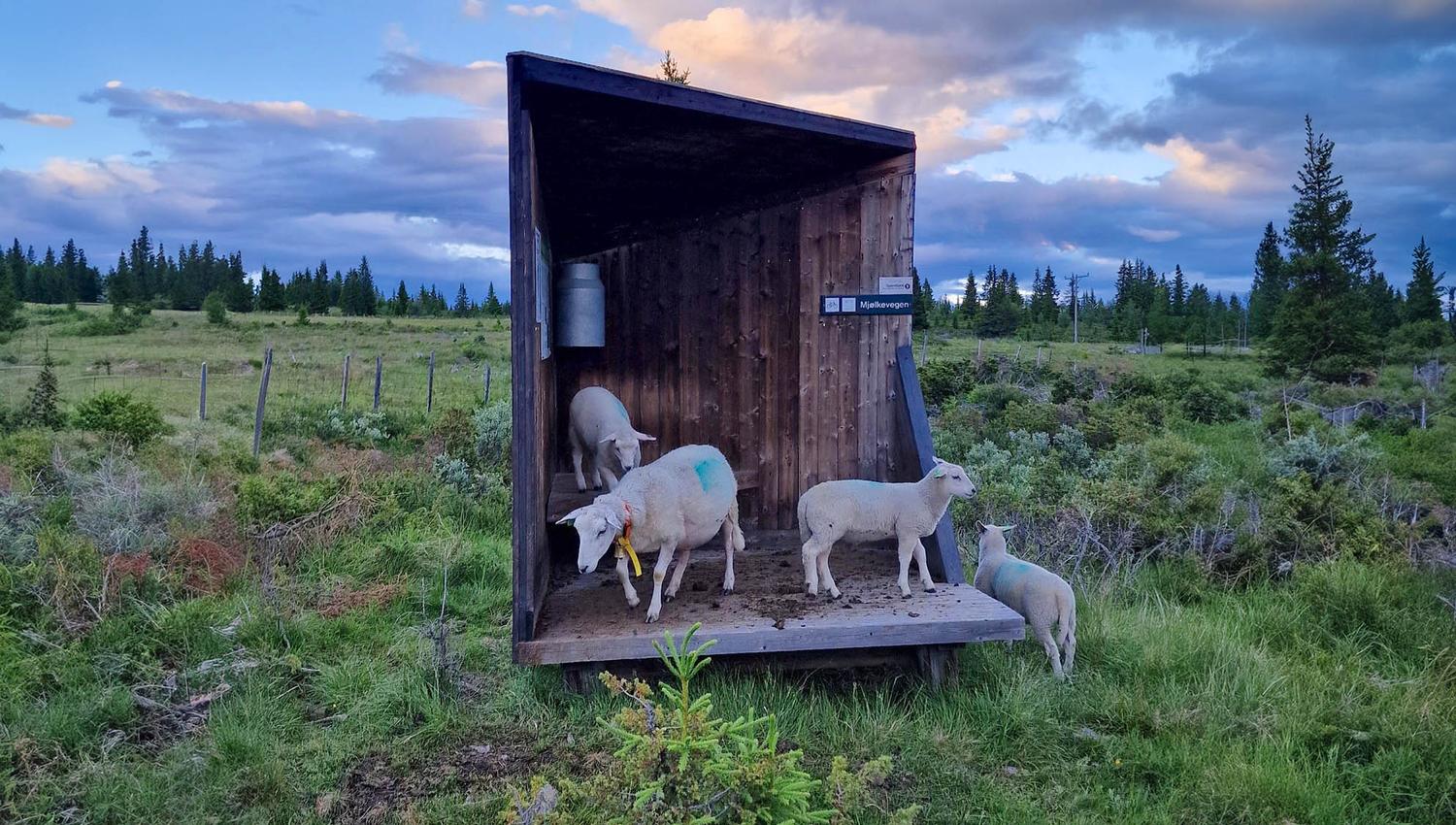 Mjølkerampe Furuset_avlang