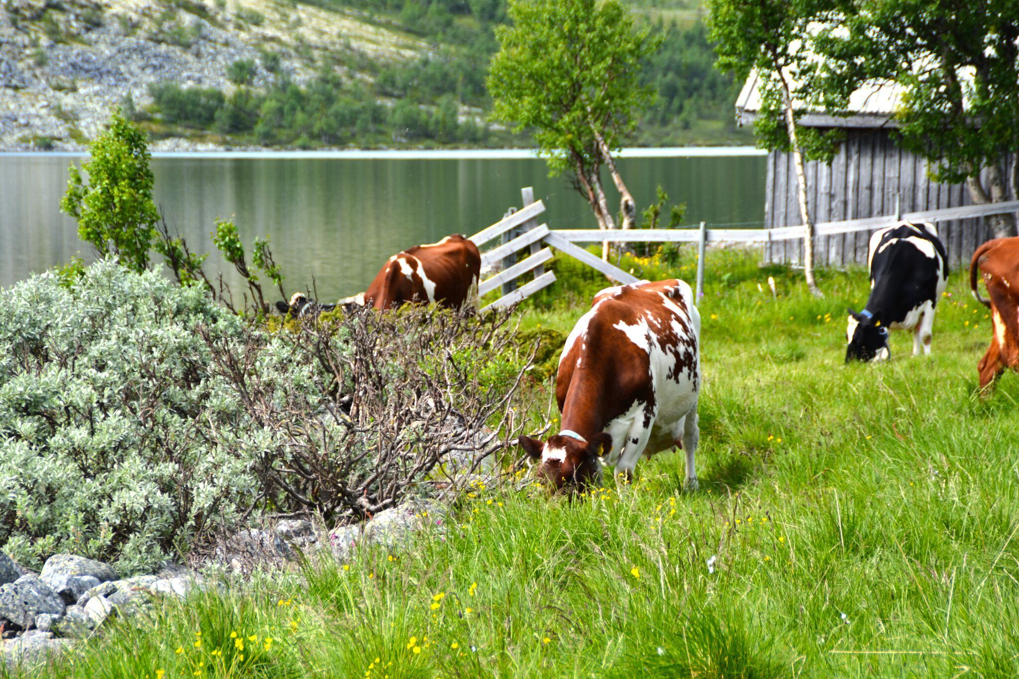 Seteridyll ved båtplassen Foto Julia Hamre_preview