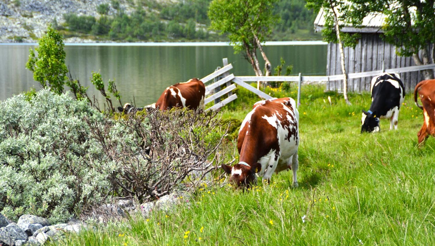 Seteridyll ved båtplassen Foto Julia Hamre_preview