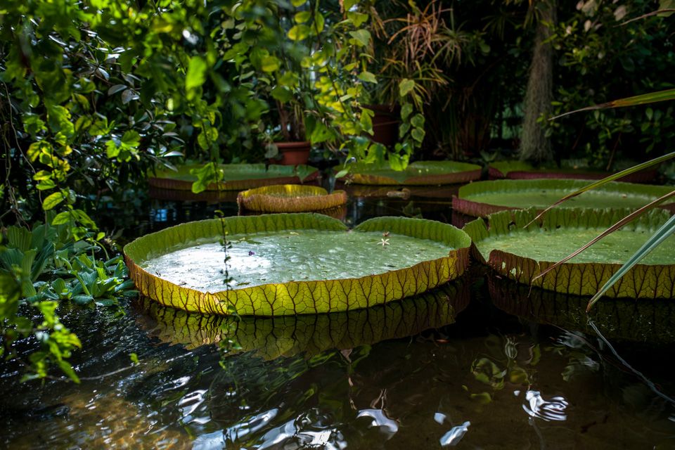 Vannplanter i Botanisk hage, Oslo