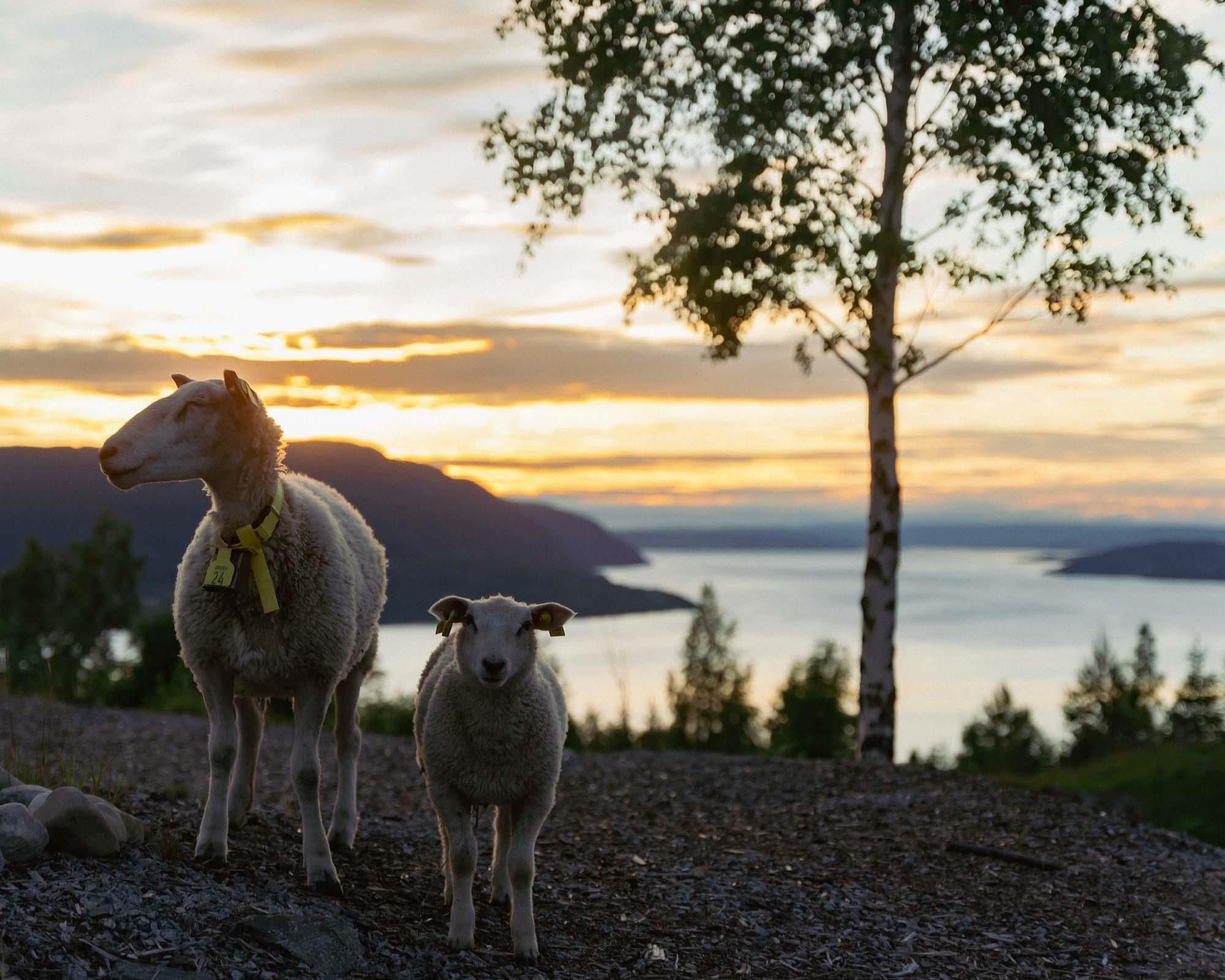 2 sauer med mjøsa i bakgrunnen i solnedgang