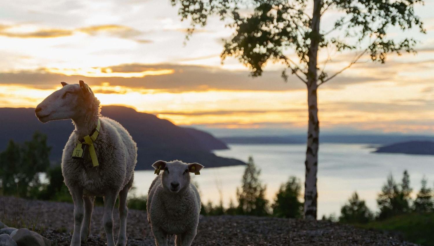 2 sauer med mjøsa i bakgrunnen i solnedgang