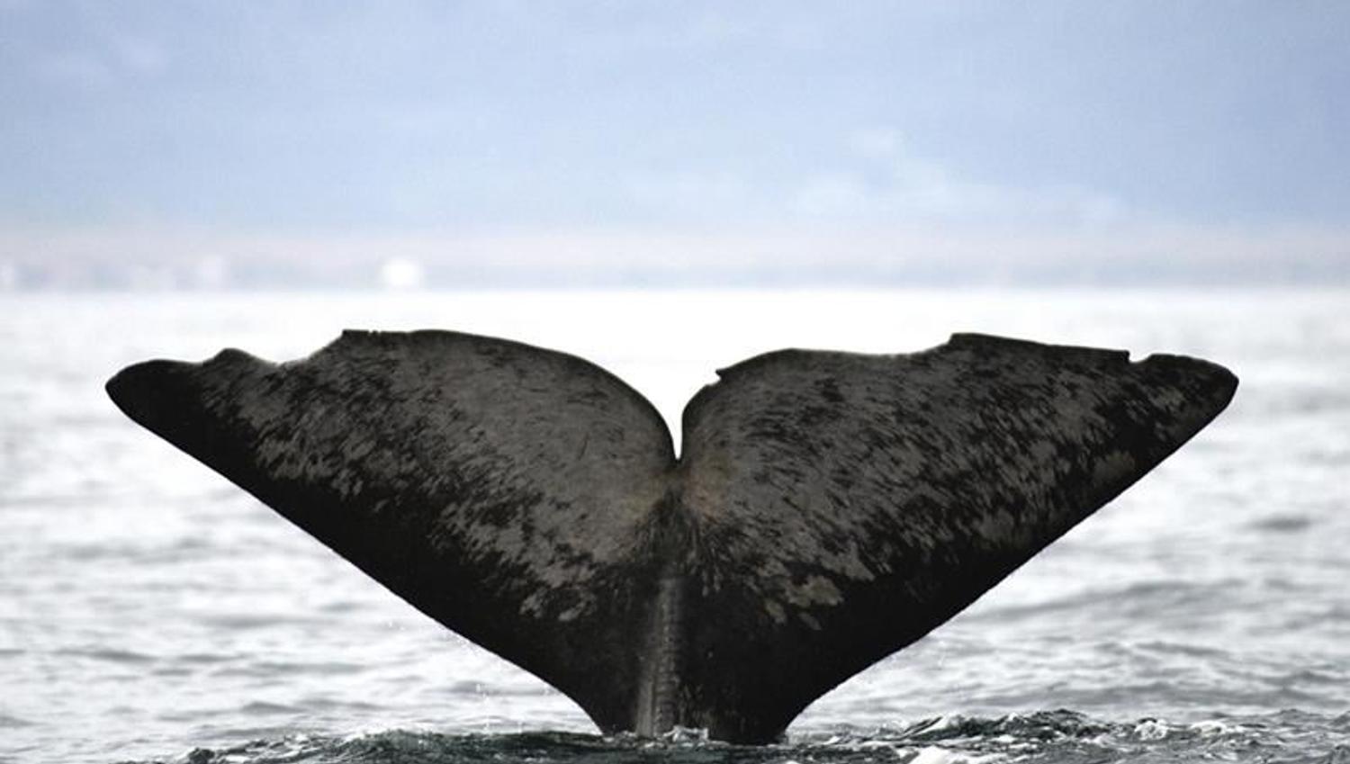 Whale2Sea