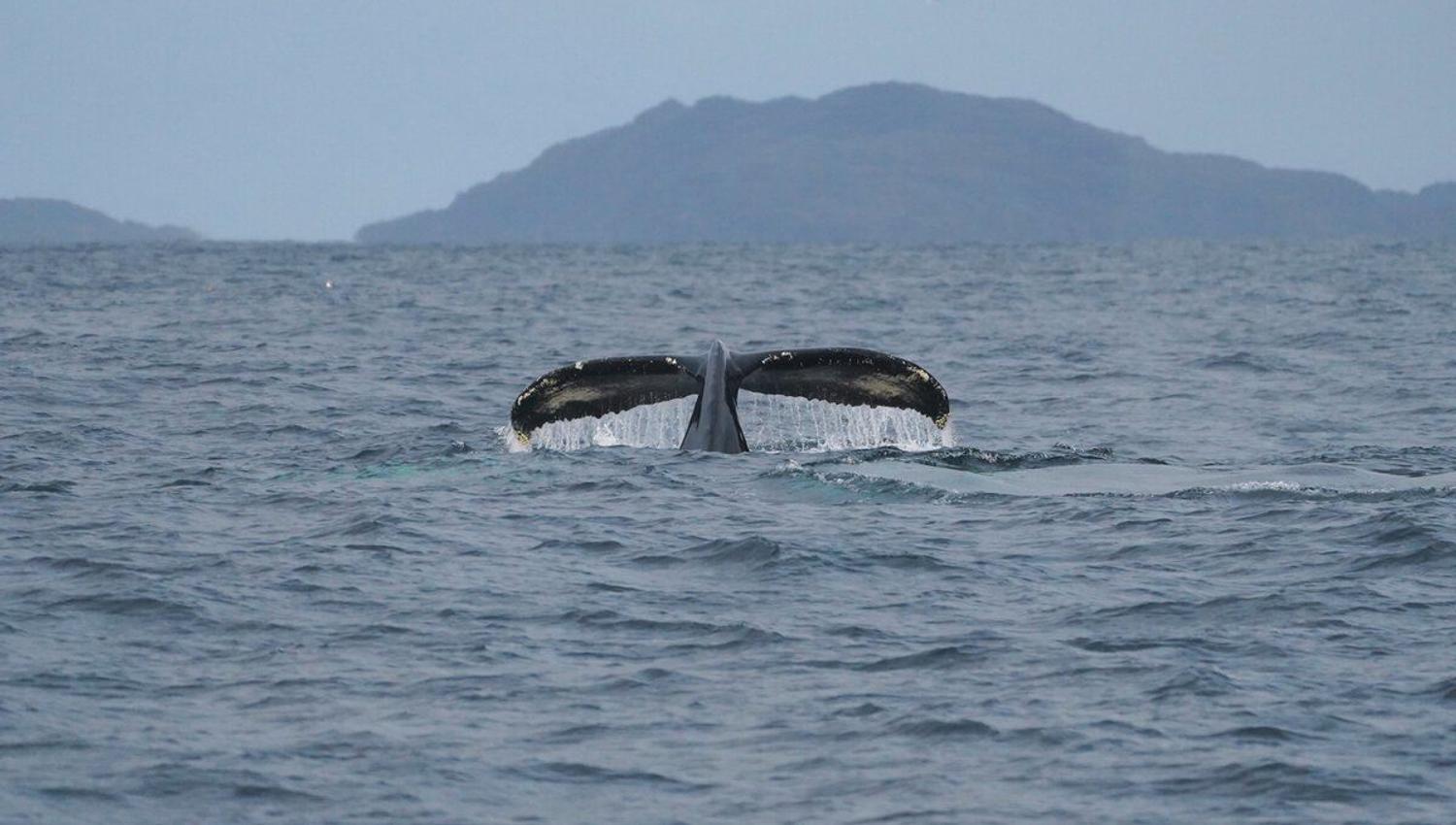 The tale fin of a whale coming up from the sea