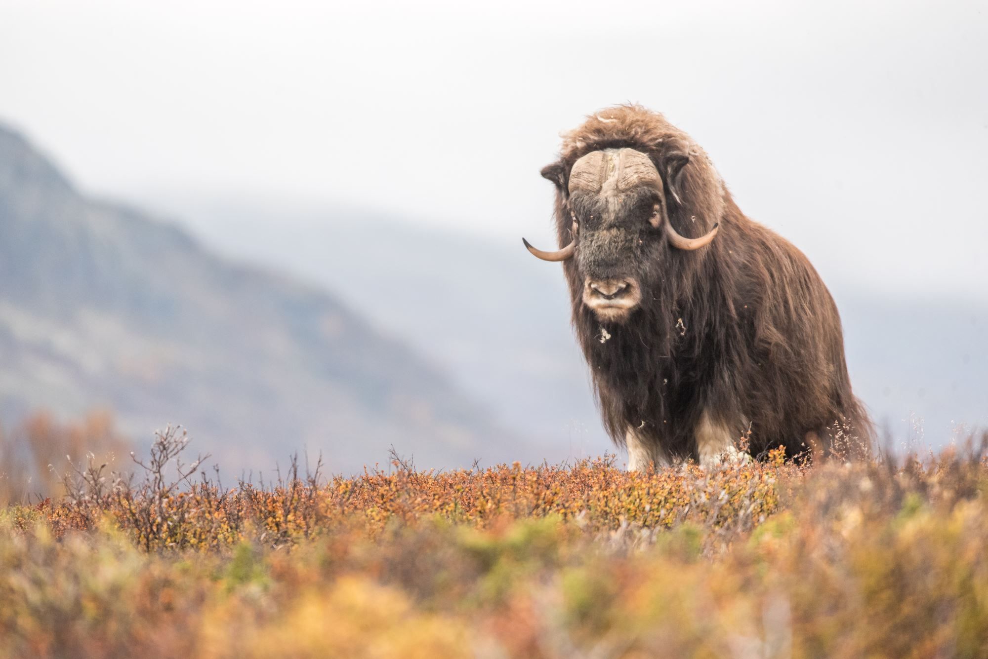 Moskussafari med personlig guide
