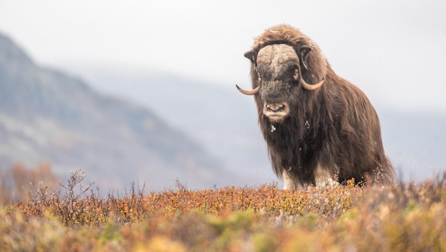 Moskussafari med personlig guide