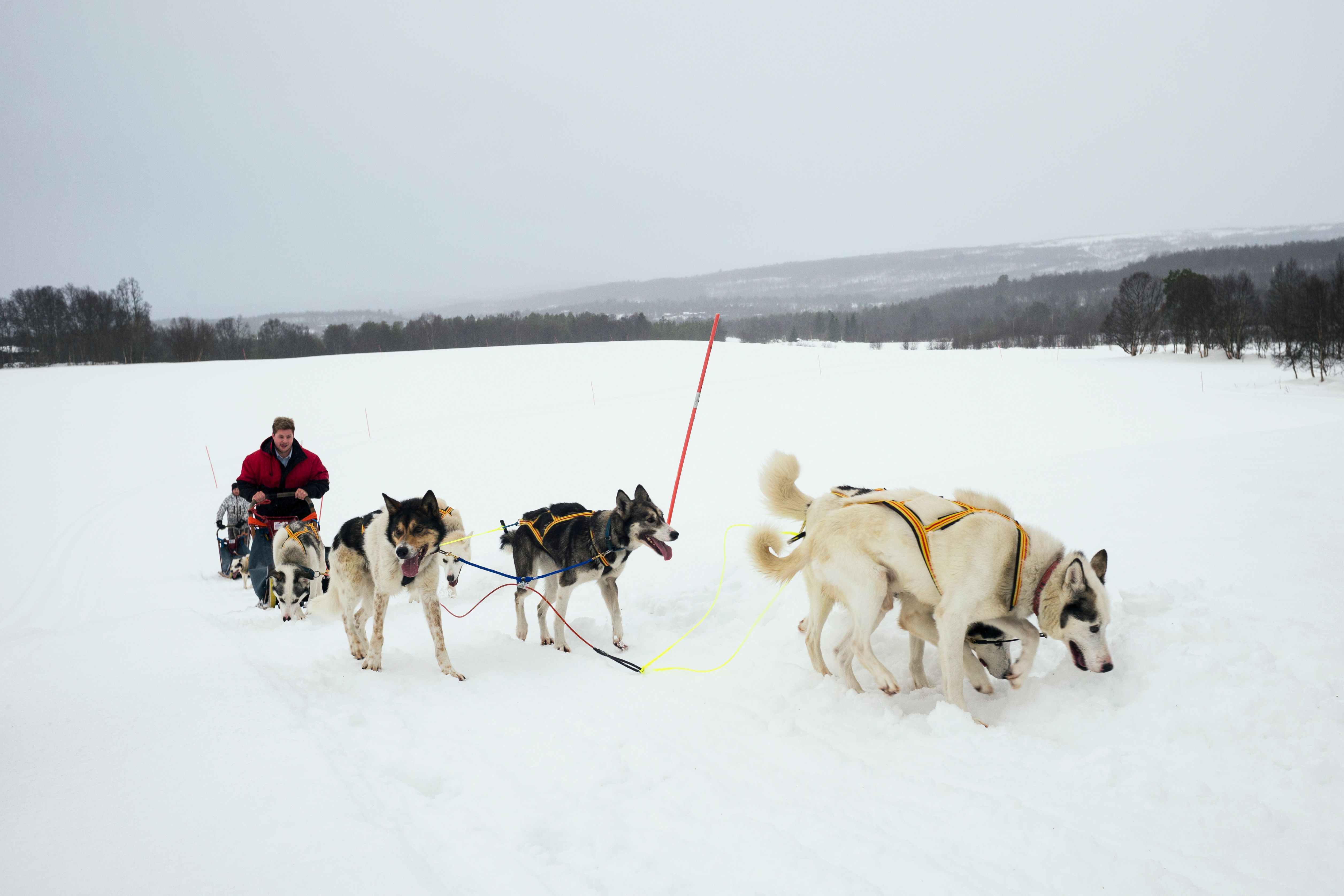 Hundekjøring- Bergstadens Hotel- Røros