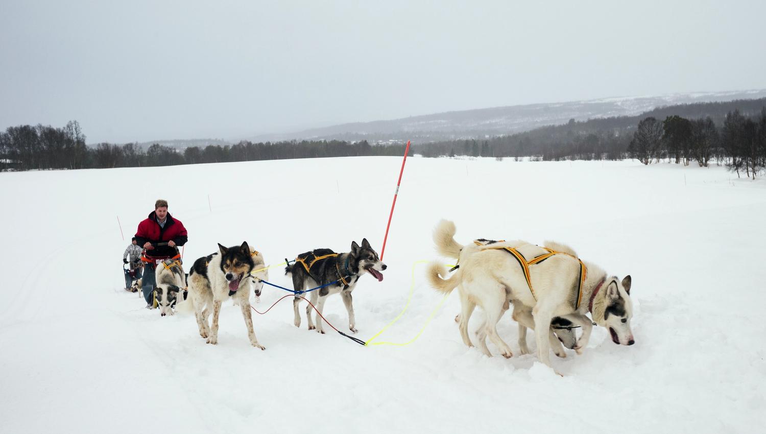 Hundekjøring- Bergstadens Hotel- Røros