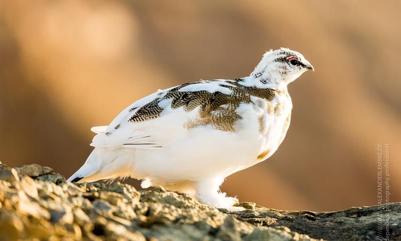 Rock Ptarmigan in late summer changing colour from brown to white 