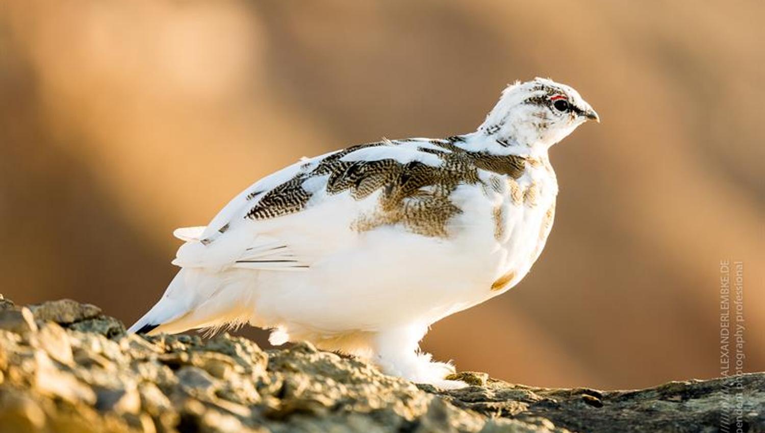 Rock Ptarmigan in late summer changing colour from brown to white
