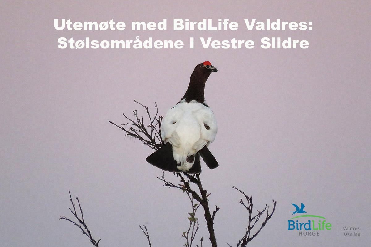 This Willow Ptarmigan (Lagopus lagopus) was photographed close to Valtjernstølen on the Stølsvidda plateau. 