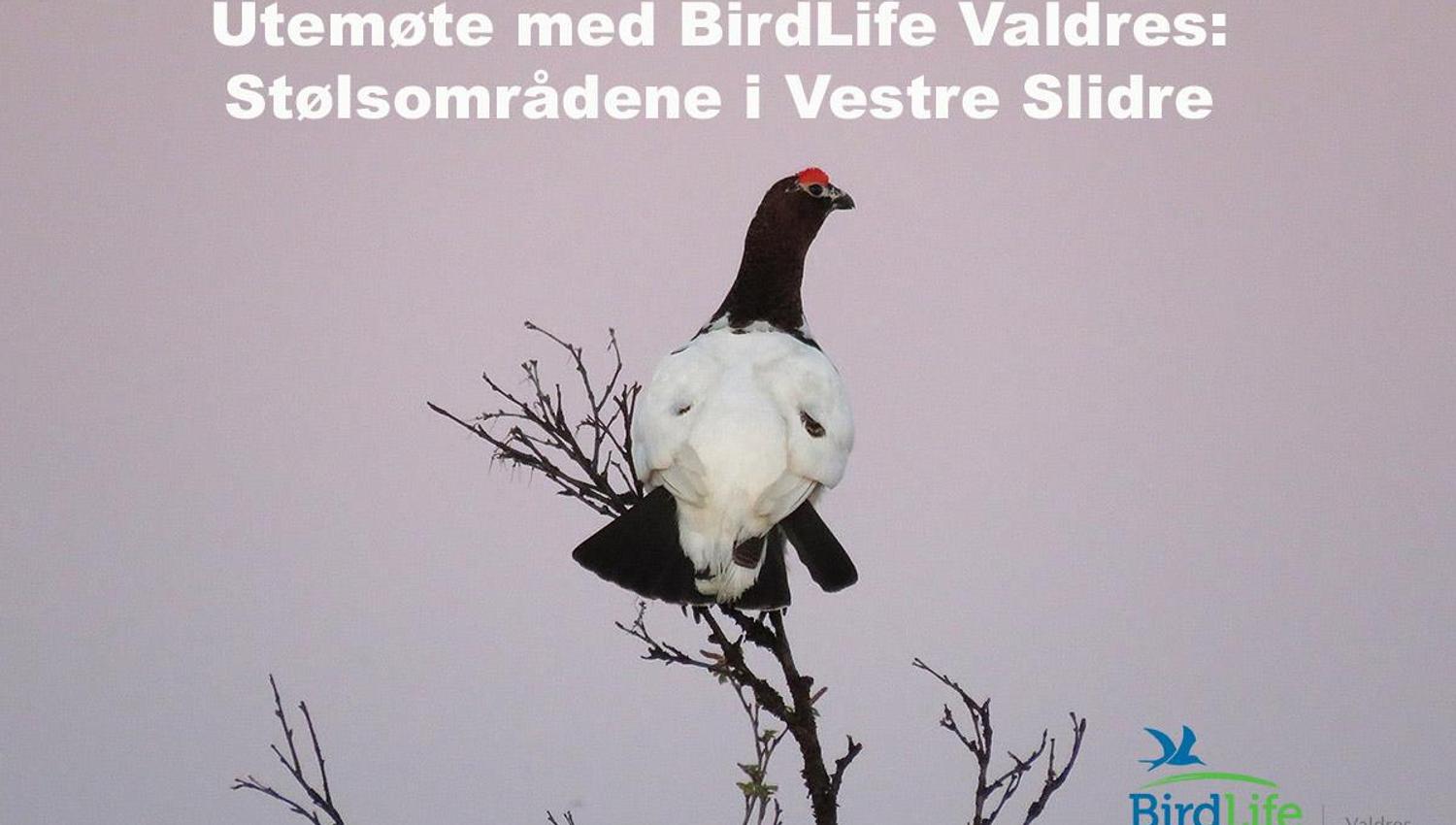 This Willow Ptarmigan (Lagopus lagopus) was photographed close to Valtjernstølen on the Stølsvidda plateau.