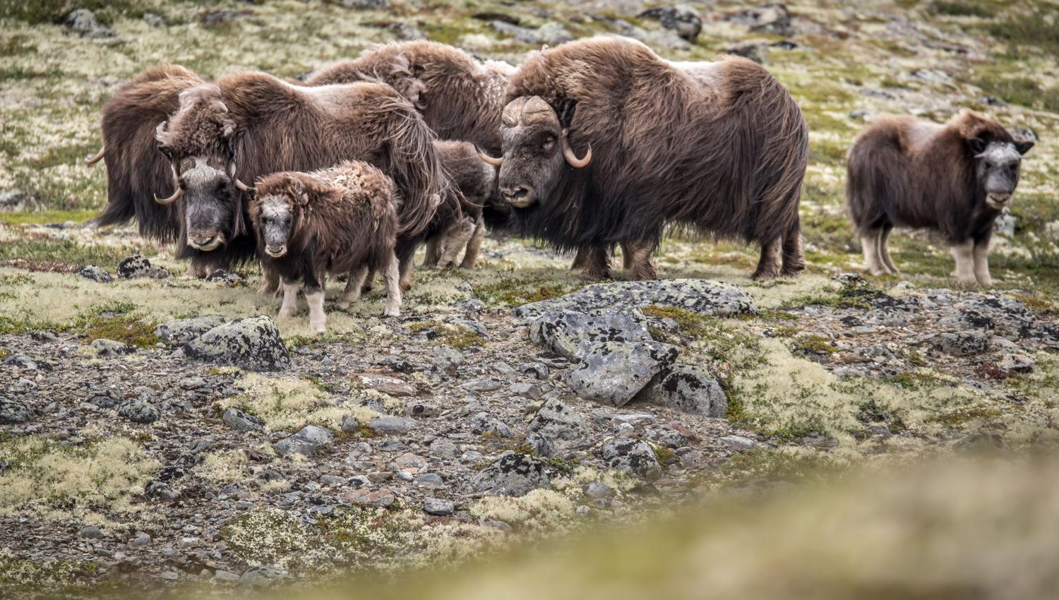 Moskussafari