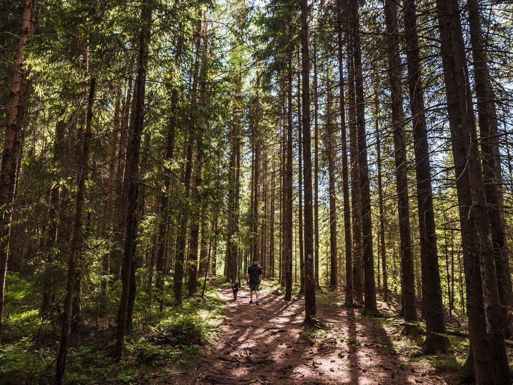 man with dog in the forest in Skien leisure park