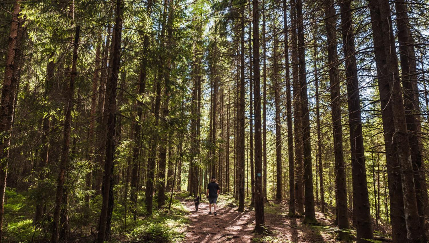 man with dog in the forest in Skien leisure park