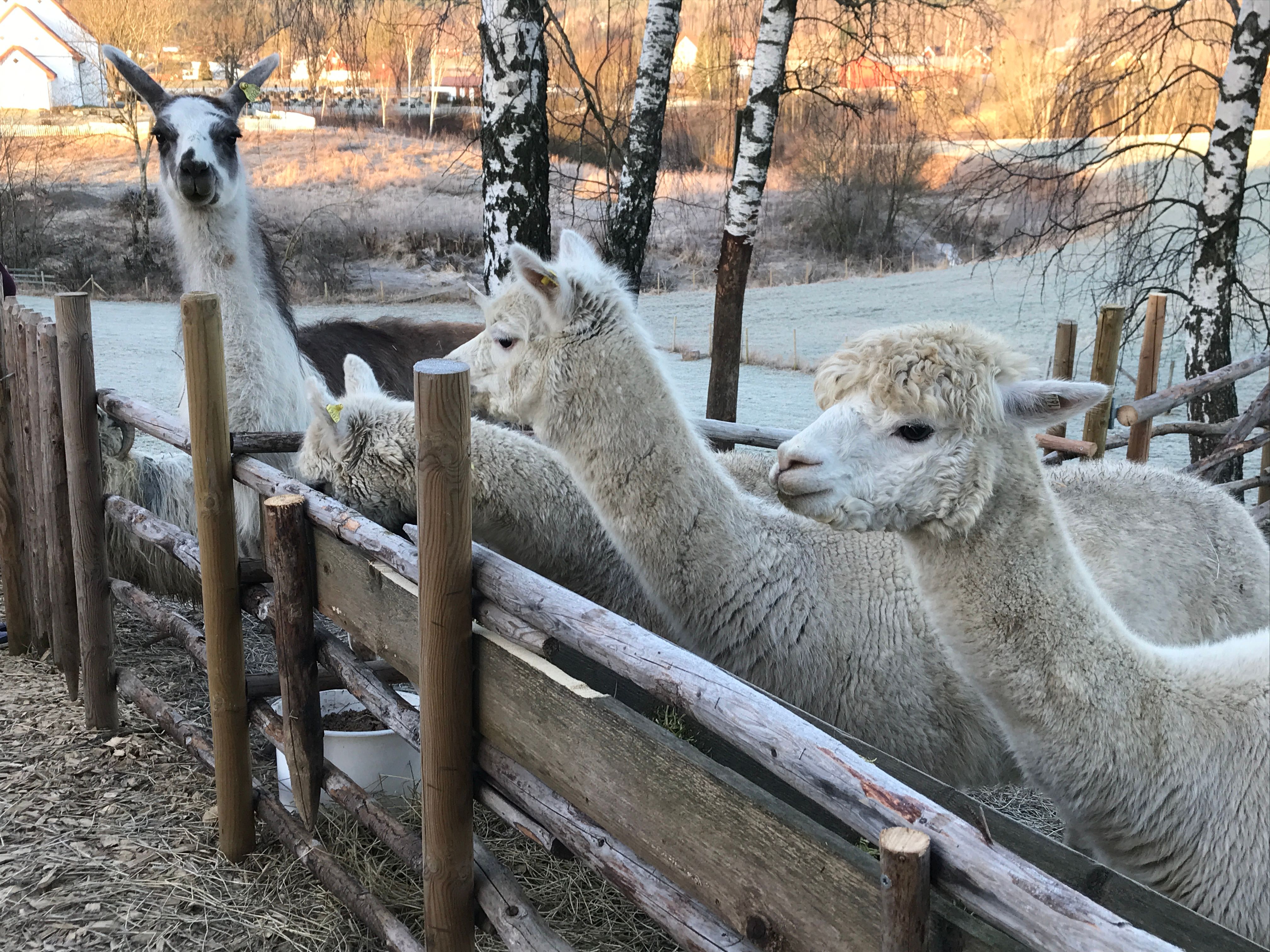 Alpacas
