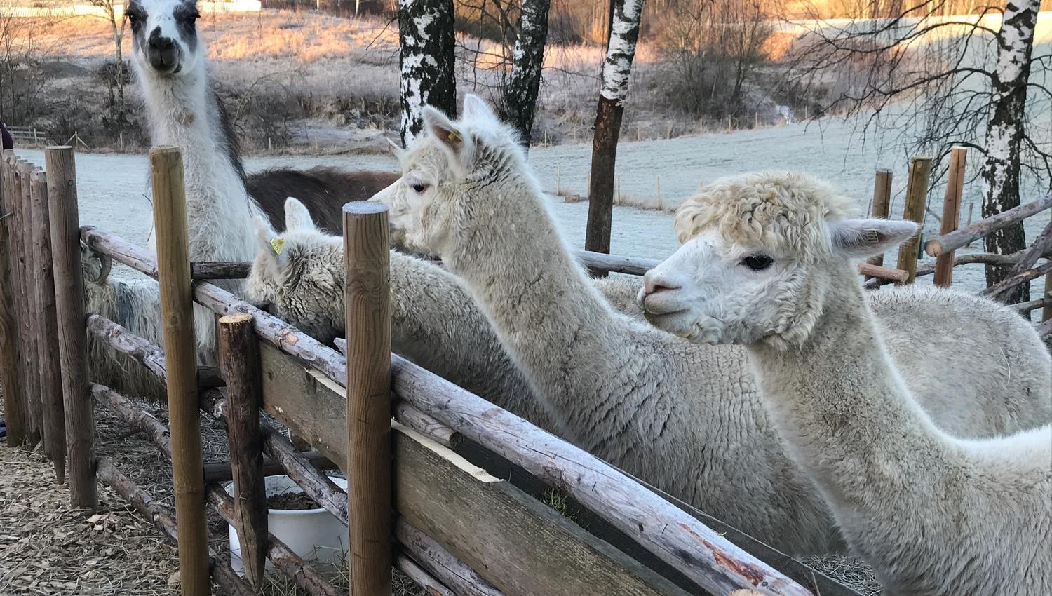 Alpacas