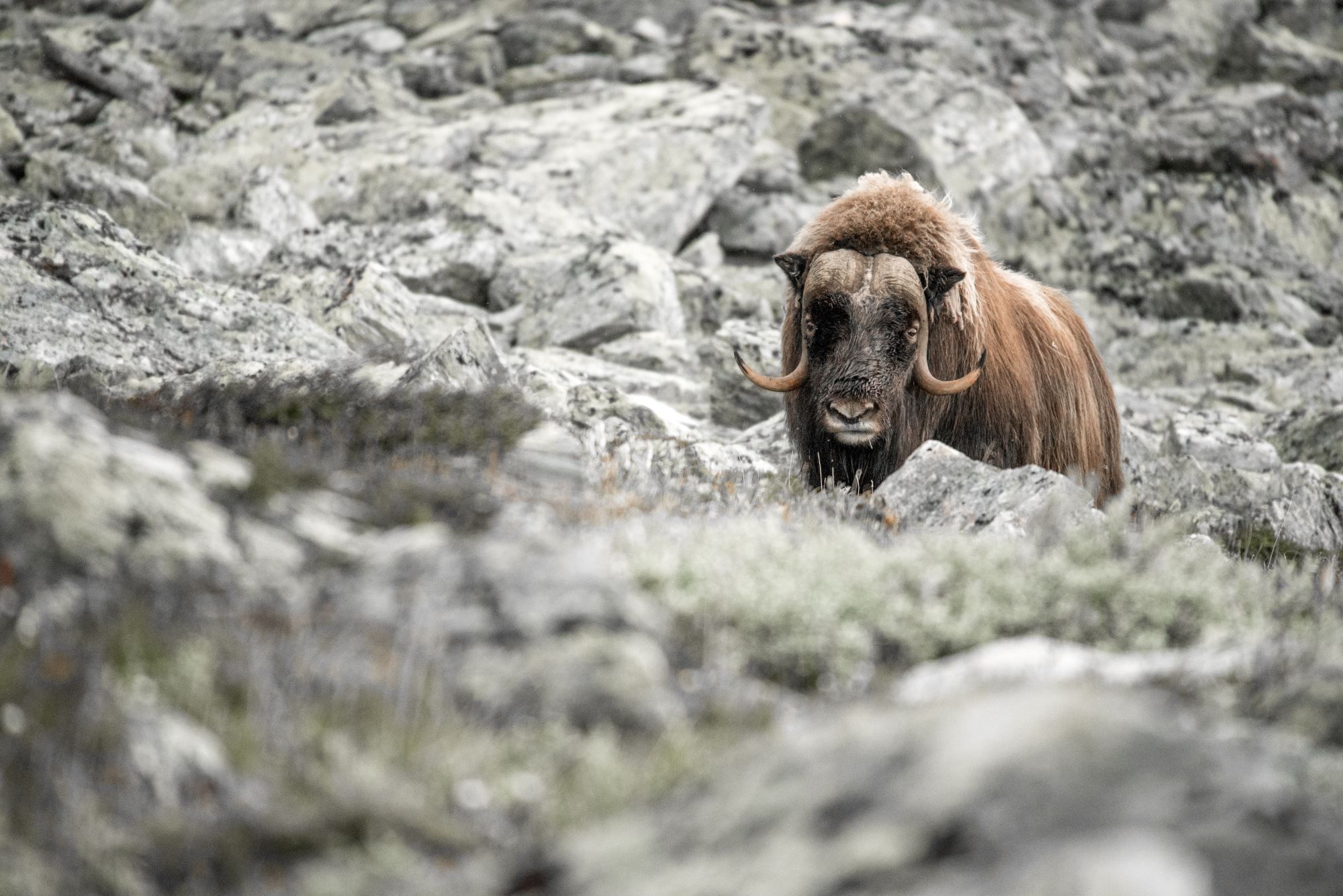 Big musk-ox male