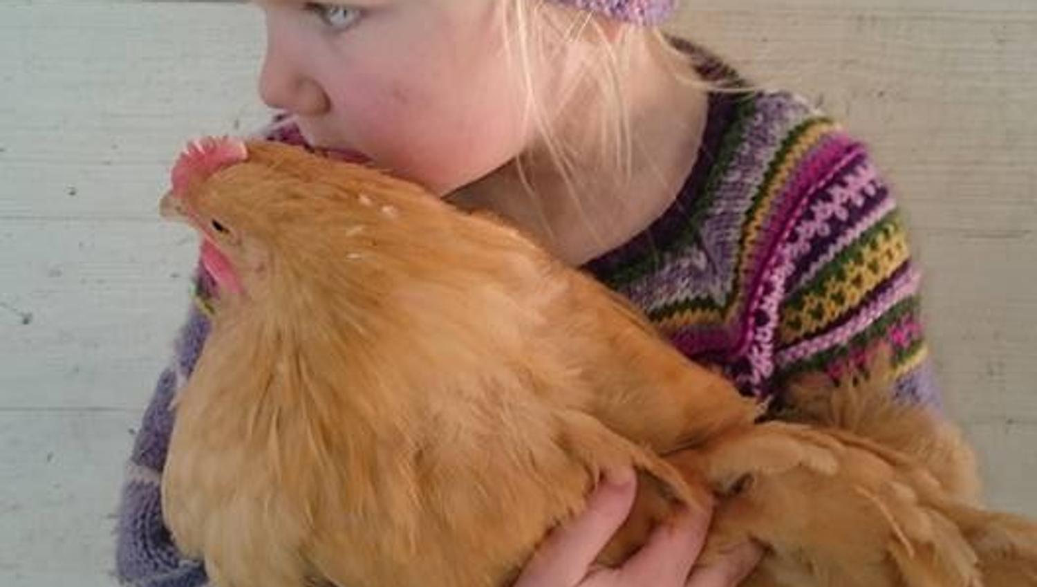 Girl kisses a hen on the head