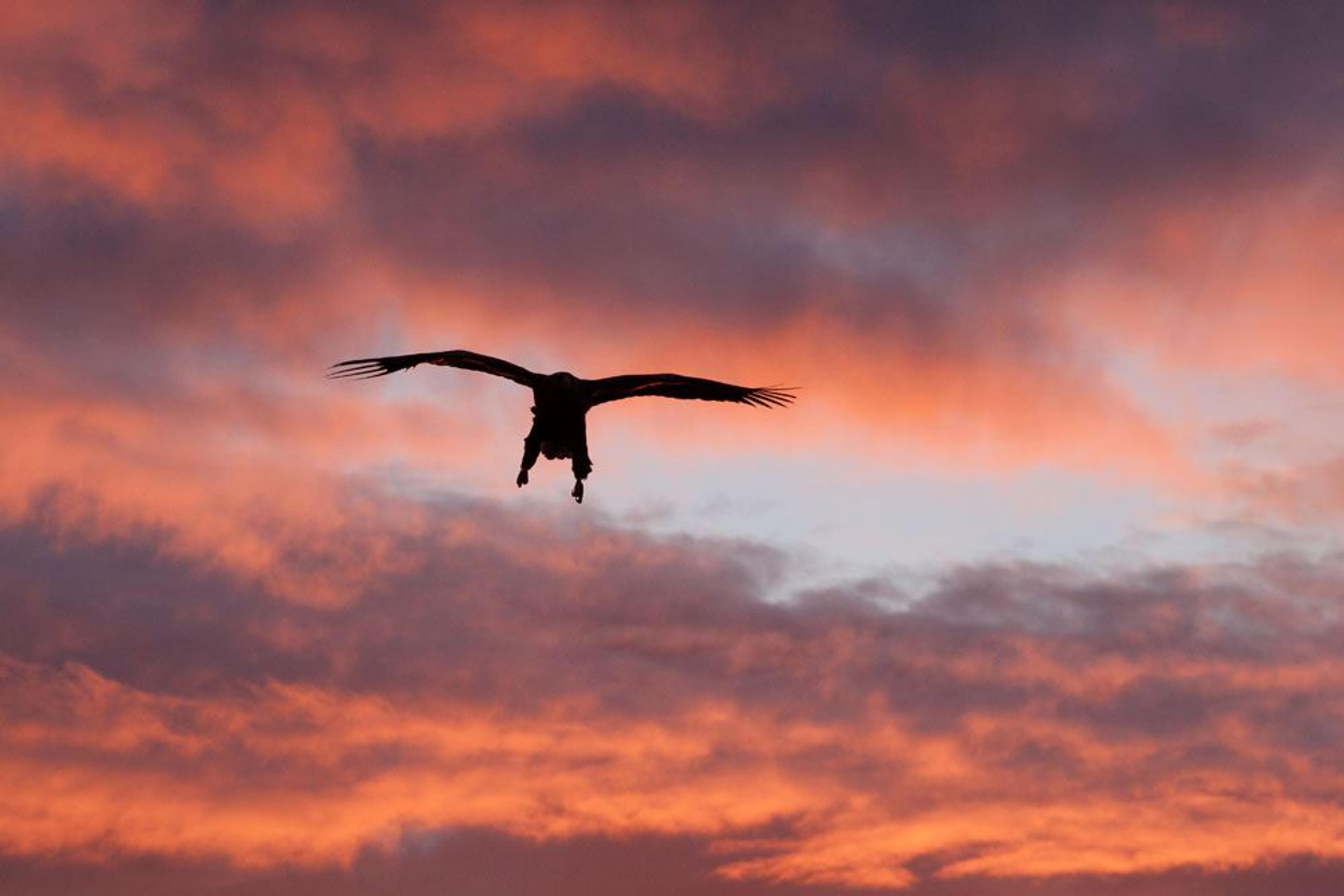 Nature and Sea Eagle safari from Henningsvær with Lofoten Opplevelser