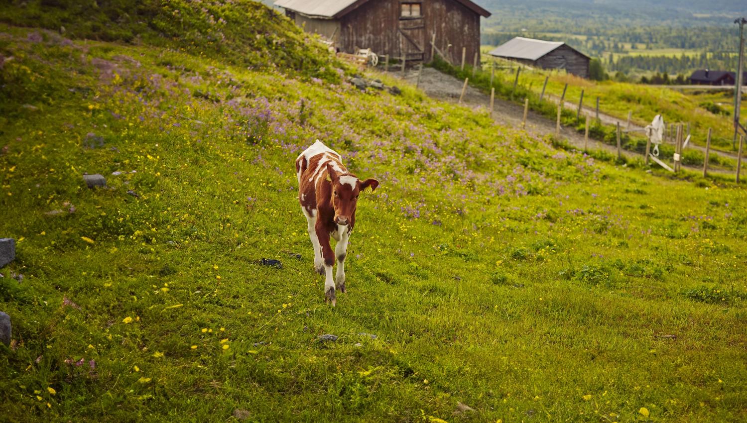 Stølvsliv