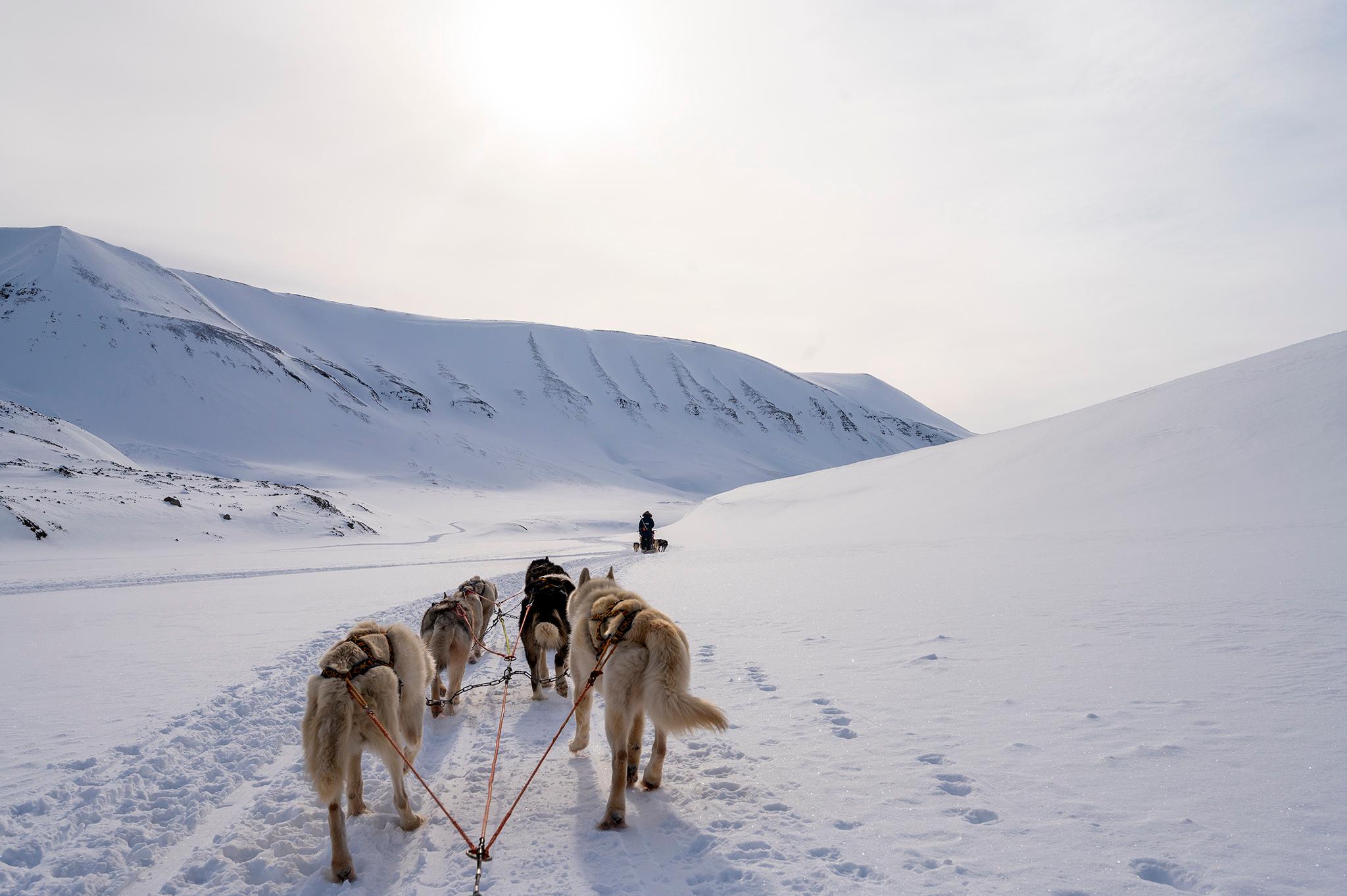 Sled dogs running through snow