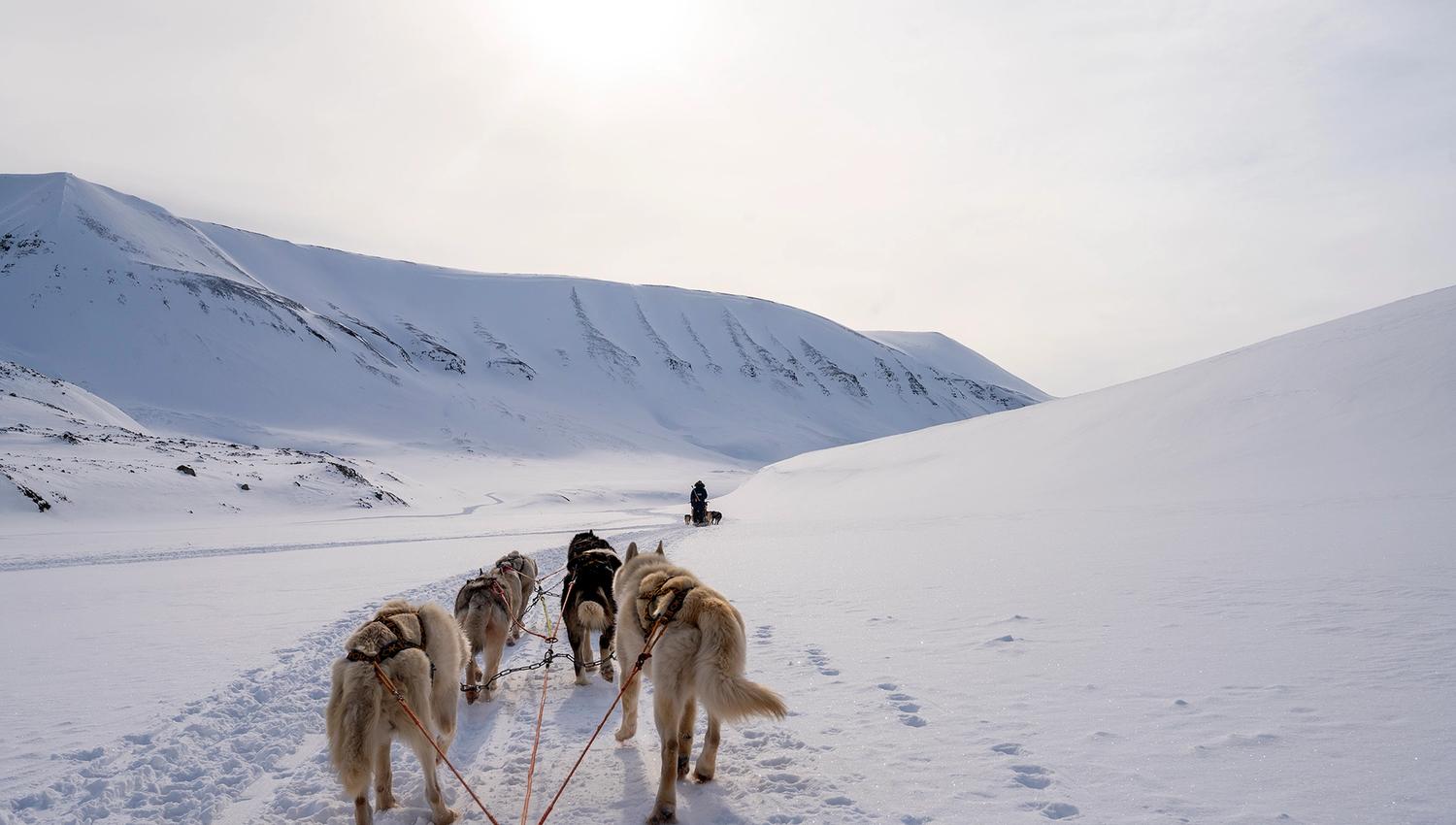 Sled dogs running through snow