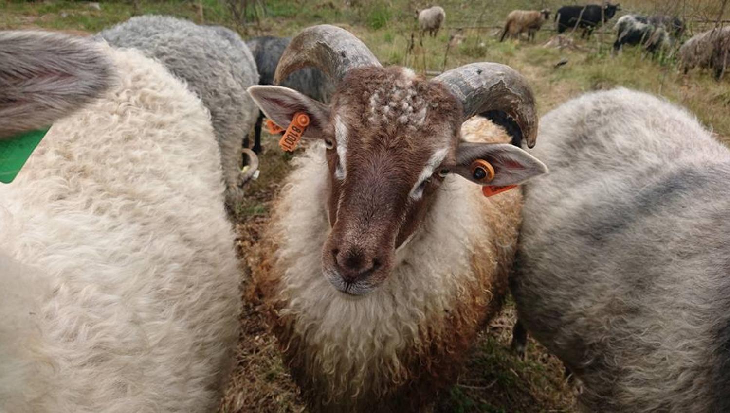 Sheep