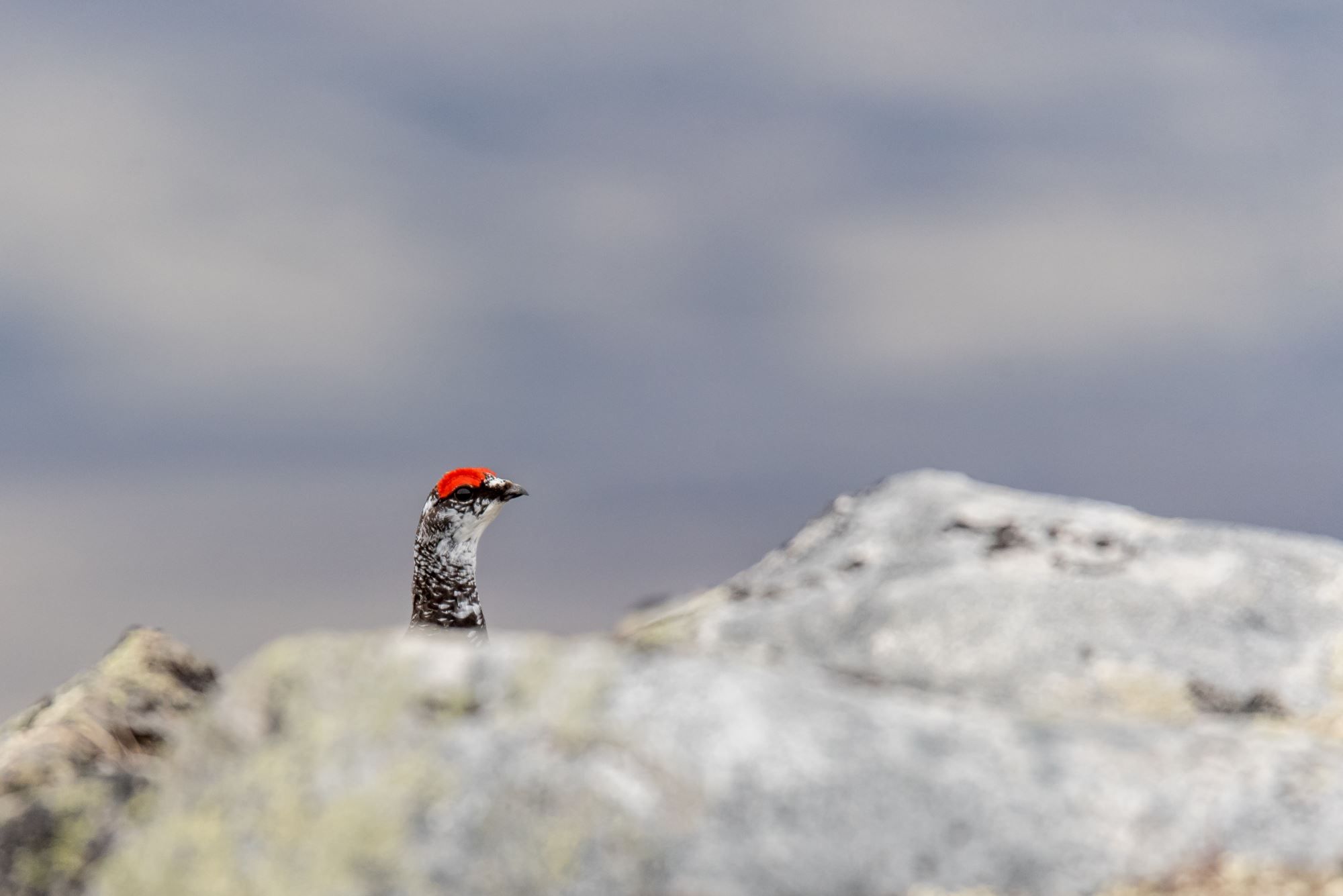 Bird watching with guide