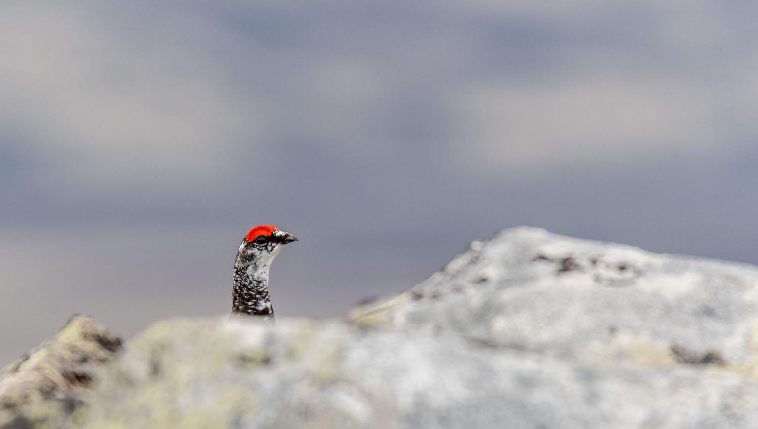 Bird watching with guide