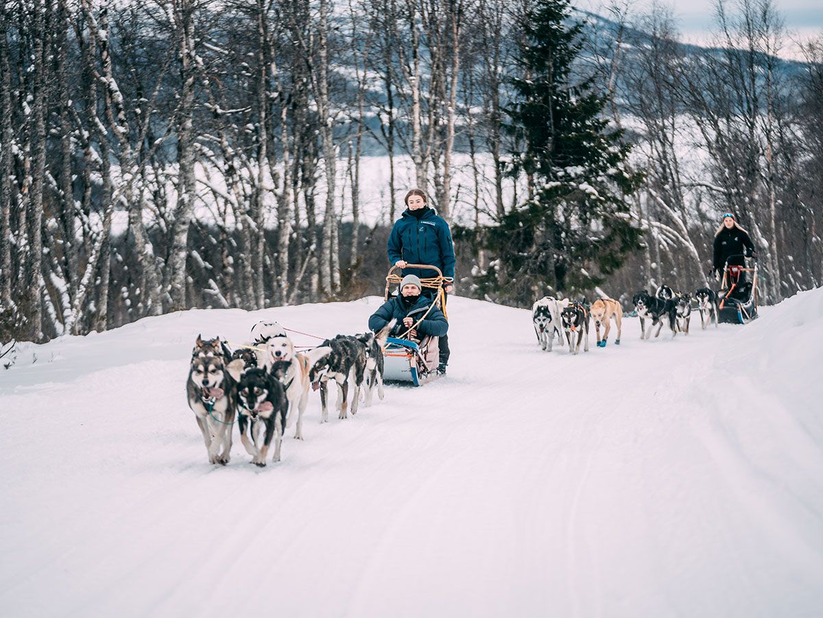 hundesledekjøring med Telemark Husky Tour