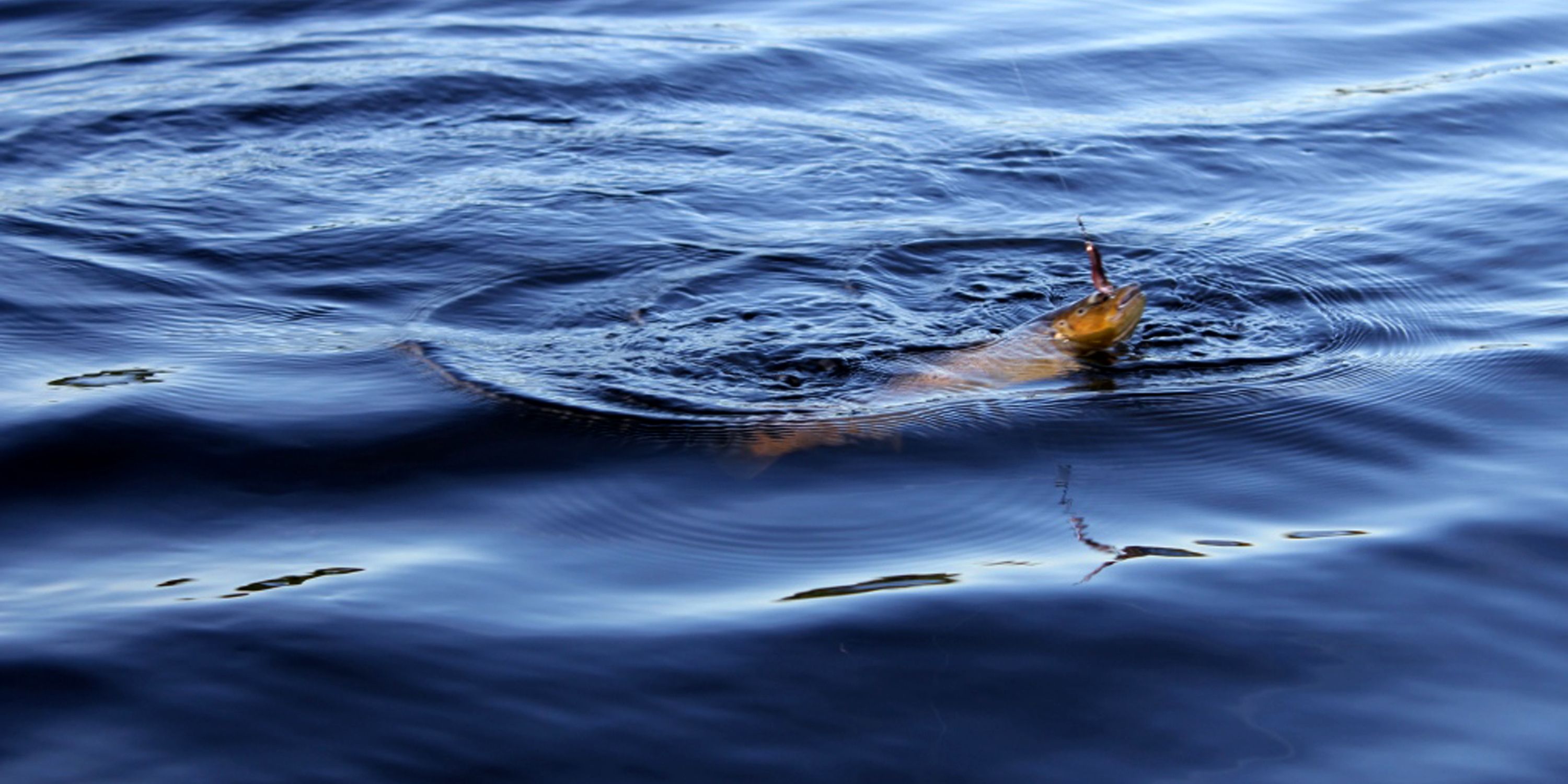 Fiske i Snåsavatnet