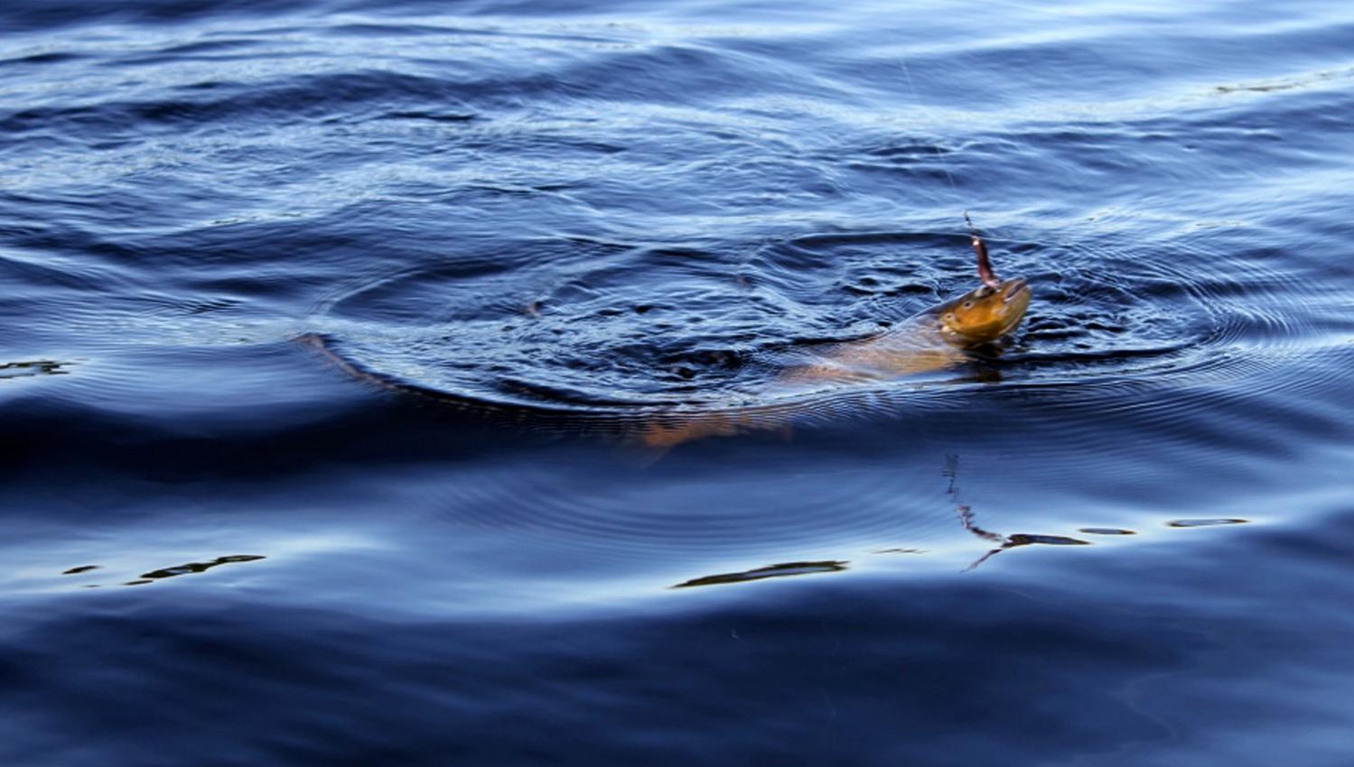 Fiske i Snåsavatnet