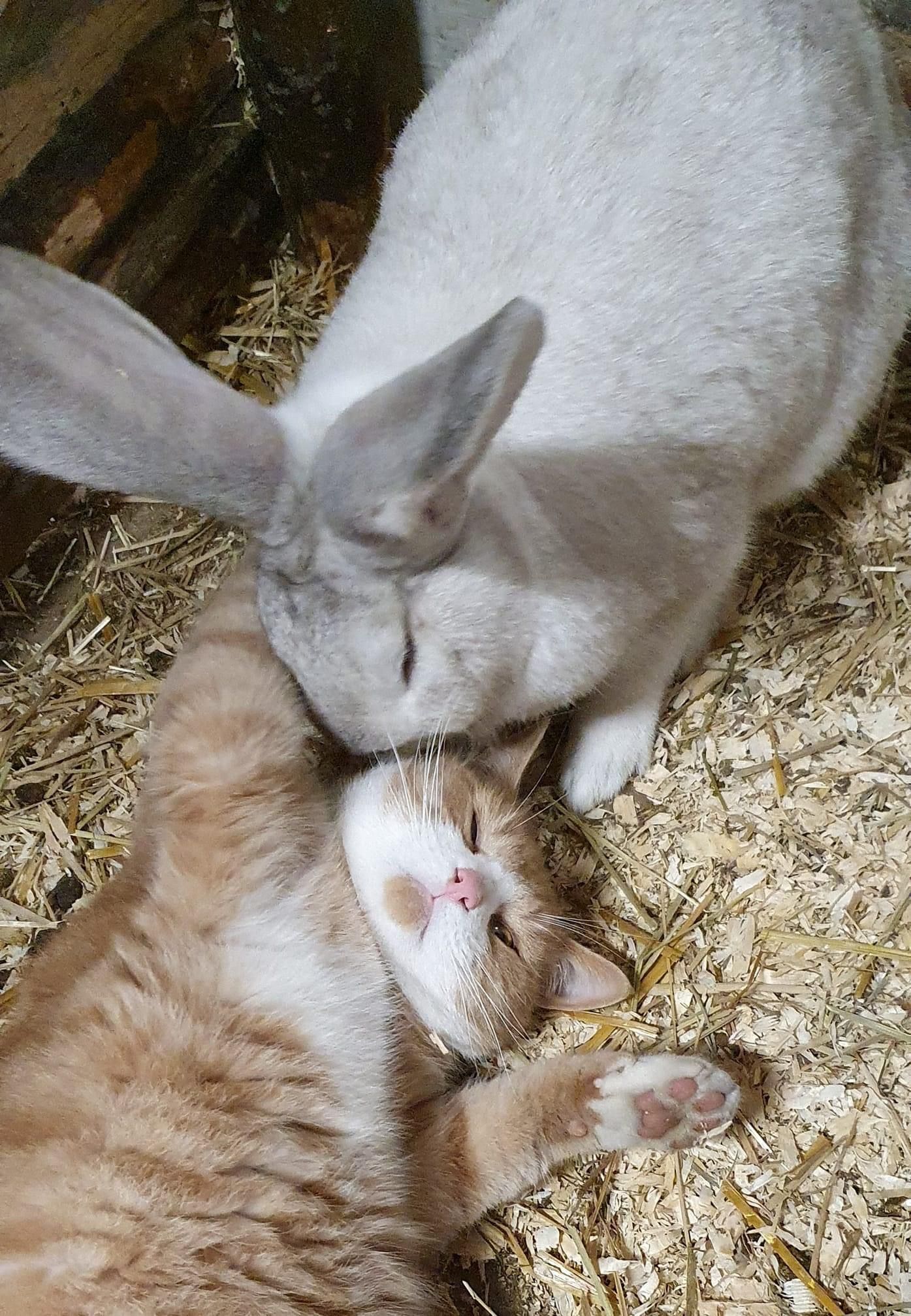 Rabbit and cat cuddle
