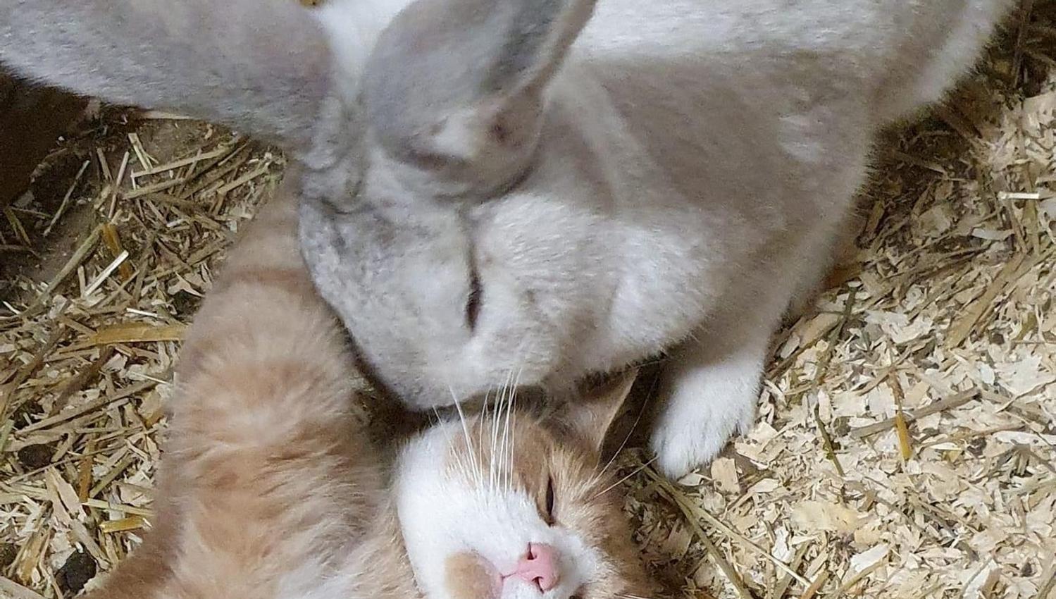 Rabbit and cat cuddle