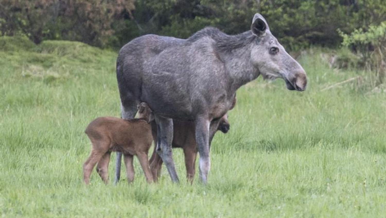 moose safari