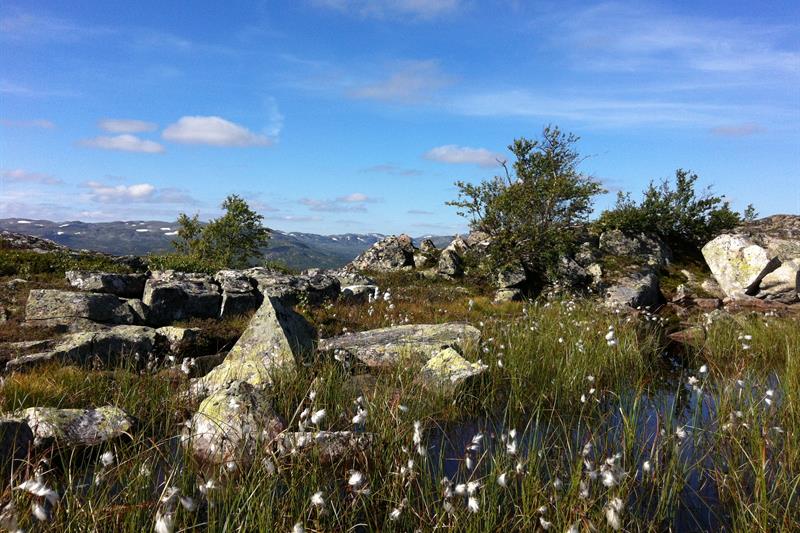 Platået på Hartevassnuten